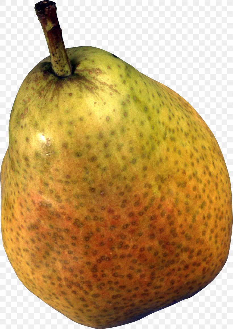 European Pear Papa Pear Saga Princeton University Rosaceae, PNG, 1985x2800px, Pear, Apple, Bosc Pear, Food, Fruit Download Free