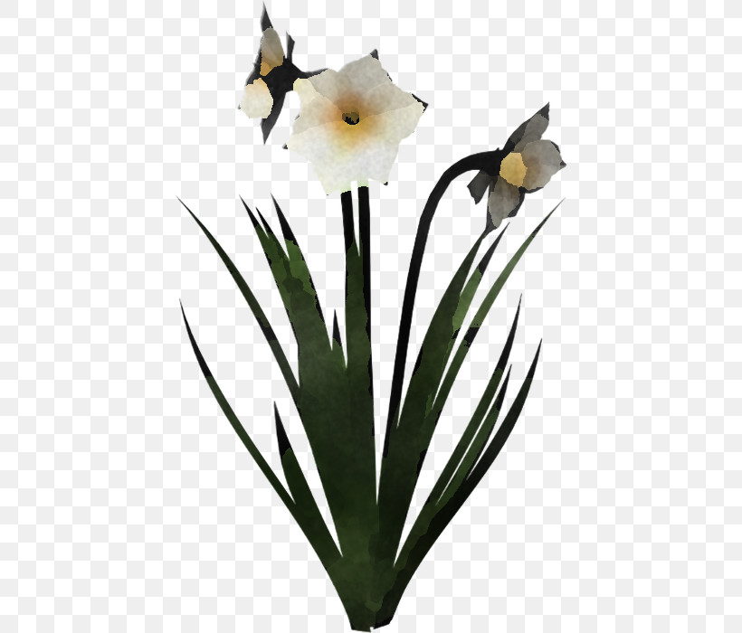 Flower Plant Petal Narcissus Amaryllis Family, PNG, 434x700px, Flower, Amaryllis Family, Cut Flowers, Narcissus, Petal Download Free