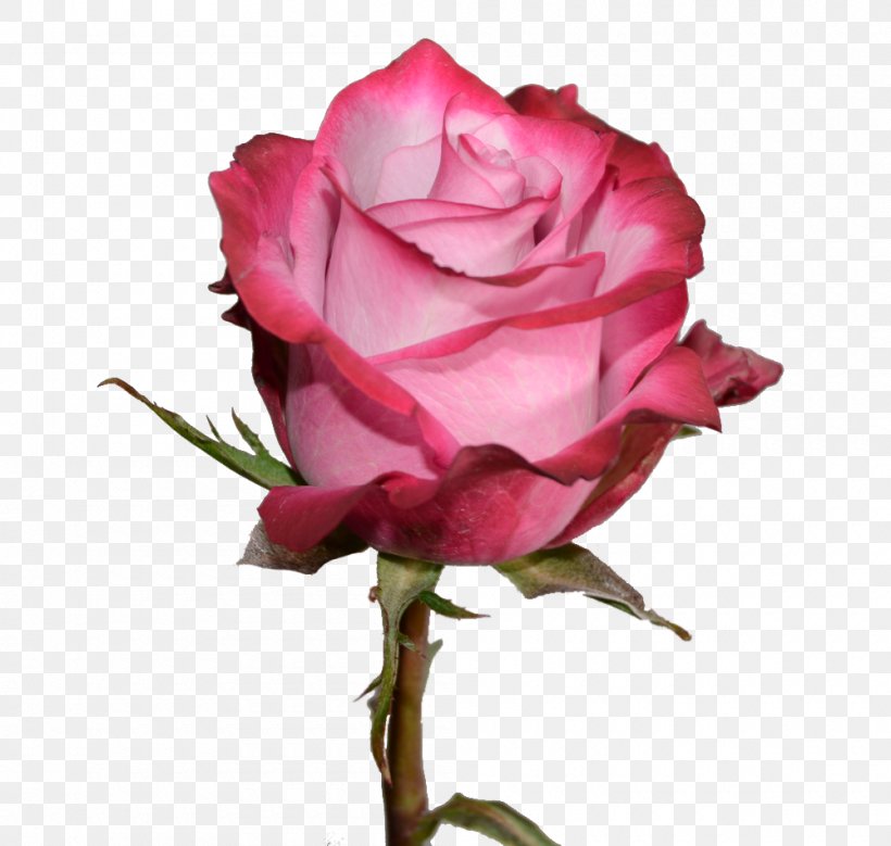 Garden Roses Petal Flower Pink Centifolia Roses, PNG, 1000x950px, Garden Roses, Blue, Centifolia Roses, China Rose, Cut Flowers Download Free