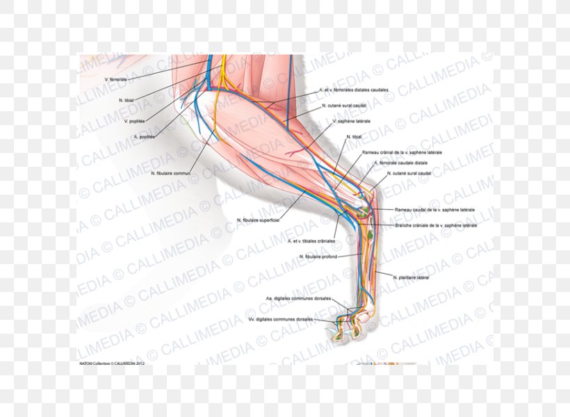 Muscle Nerve Knee Anatomy Hand, PNG, 600x600px, Watercolor, Cartoon, Flower, Frame, Heart Download Free