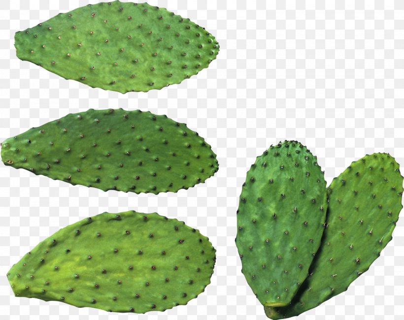 Cactaceae Clip Art, PNG, 1600x1269px, Cactaceae, Barbary Fig, Biome, Caryophyllales, Image File Formats Download Free