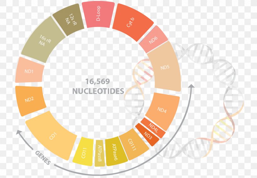 Color Wheel Analogous Colors Human Genome Project, PNG, 1354x938px, Color Wheel, Analogous Colors, Area, Brand, Color Download Free