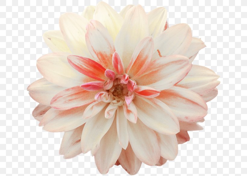 Dahlia Cut Flowers Clip Art, PNG, 650x587px, Dahlia, Blossom, Chrysanthemum, Chrysanths, Color Download Free