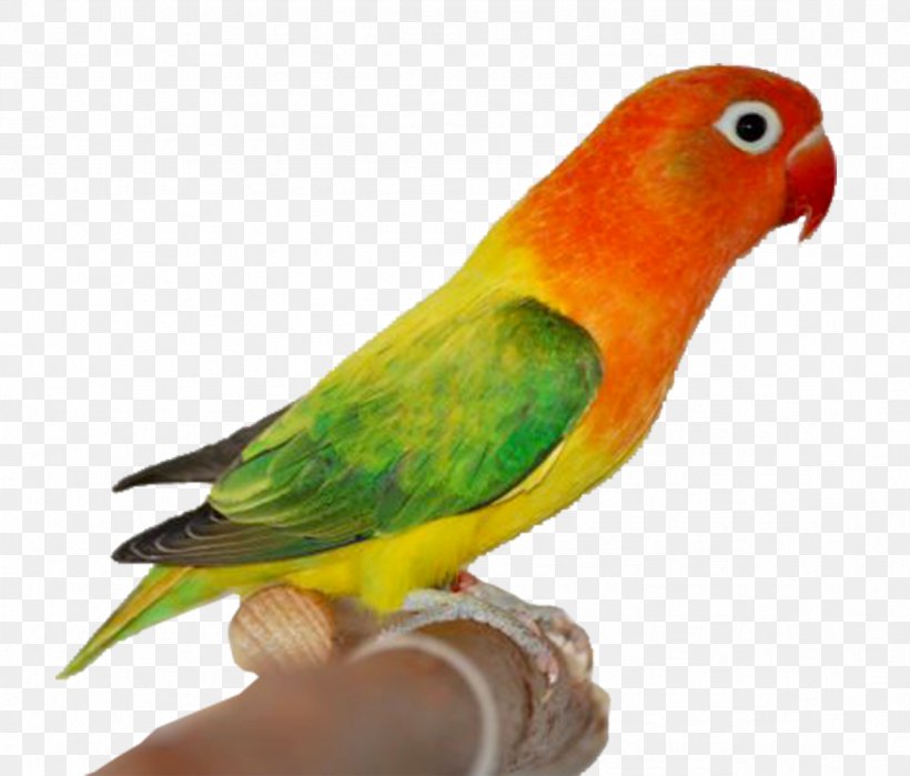 Fischer's Lovebird Lutino Rosy-faced Lovebird Mutation Yellow-collared Lovebird, PNG, 1181x1008px, Bird, Animal, Atlantic Canary, Beak, Blackcheeked Lovebird Download Free