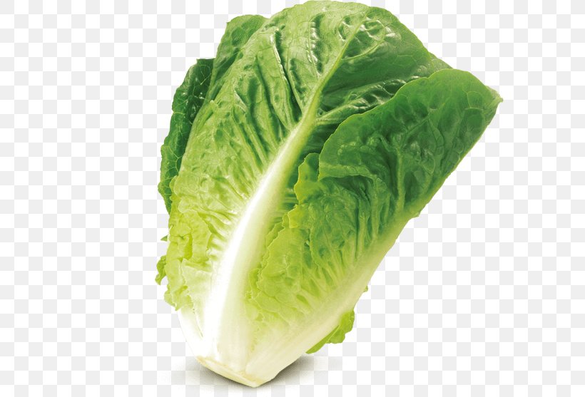 Romaine Lettuce Savoy Cabbage Iceberg Lettuce Salad Leaf Vegetable, PNG, 800x557px, Romaine Lettuce, Butterhead Lettuce, Cabbage, Cauliflower, Chard Download Free