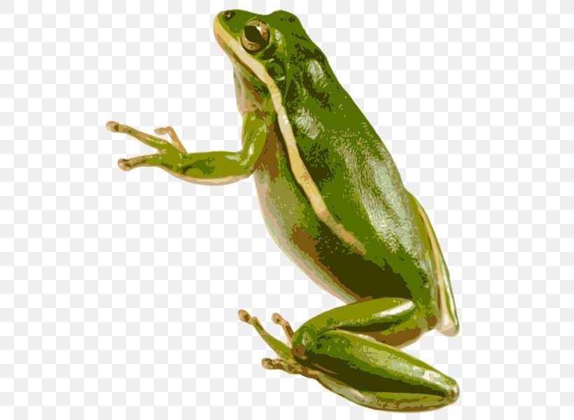 American Green Tree Frog Australian Green Tree Frog, PNG, 539x600px, Frog, American Bullfrog, American Green Tree Frog, Amphibian, Animal Download Free