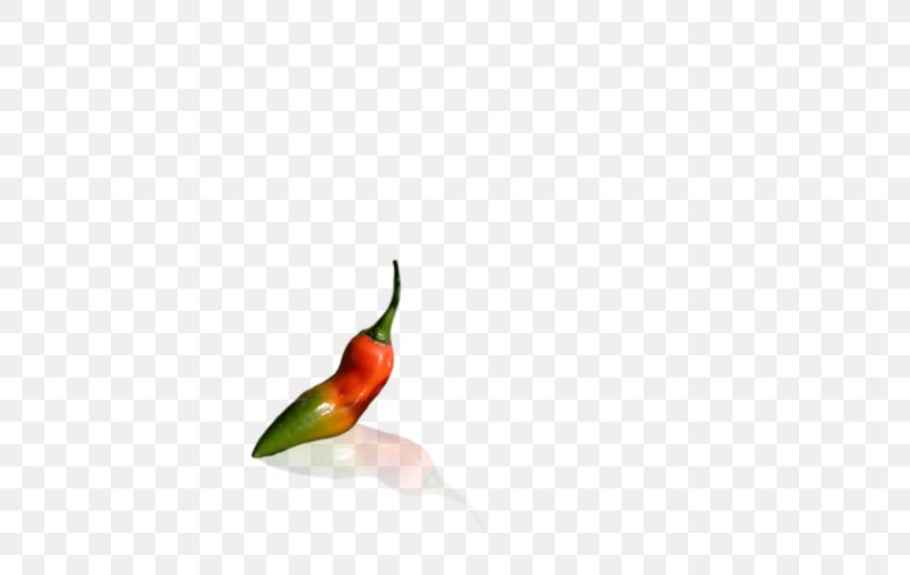 Hummingbird M Chili Pepper Peppers Beak, PNG, 700x518px, Hummingbird, Beak, Bell Peppers And Chili Peppers, Bird, Chili Pepper Download Free