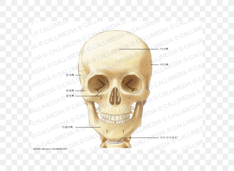 Neck Bone Anatomy Head Ligament, PNG, 600x600px, Neck, Anatomy, Anterior Triangle Of The Neck, Atlas, Bone Download Free