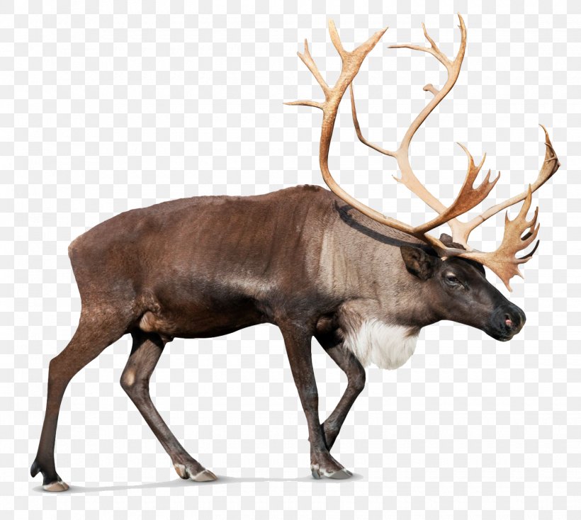 Reindeer Rudolph Santa Claus, PNG, 1440x1290px, Rudolph, Antler, Christmas, Deer, Elk Download Free