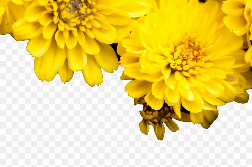 Chrysanthemum Yellow Euclidean Vector, PNG, 5616x3744px, Chrysanthemum, Auglis, Chrysanths, Daisy Family, Element Download Free