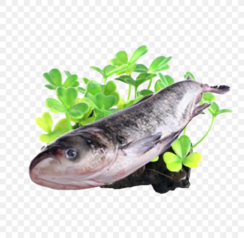 Common Carp Silver Carp Euclidean Vector, PNG, 800x800px, Common Carp, Animal Source Foods, Carp, Catfish, Fauna Download Free