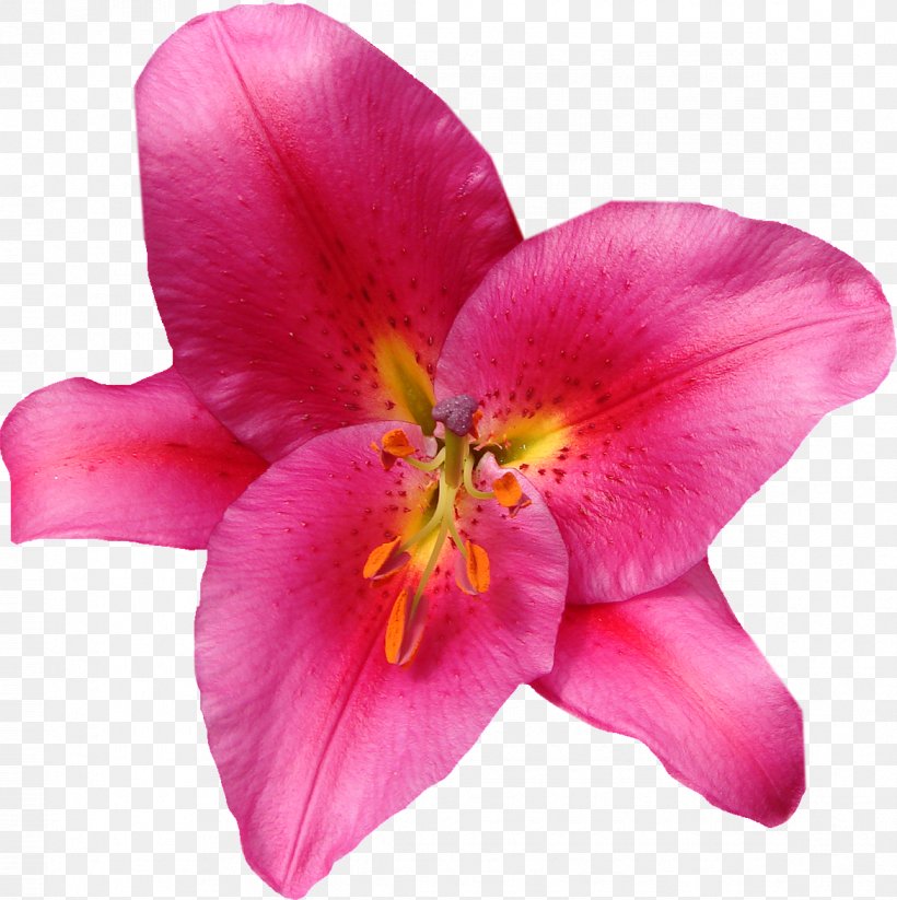 Flower Lilium Pink Clip Art, PNG, 1169x1174px, Flower, Cut Flowers, Daylily, Floral Design, Flowering Plant Download Free