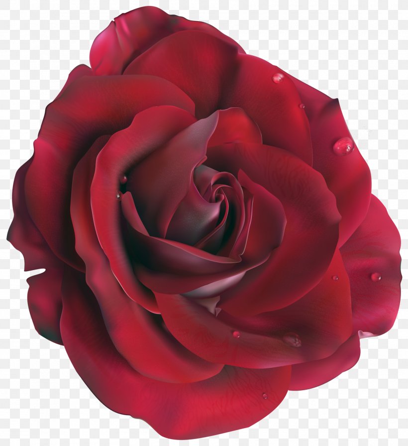Rose Flower Clip Art, PNG, 1800x1965px, Rose, Color, Cut Flowers, Floribunda, Flower Download Free