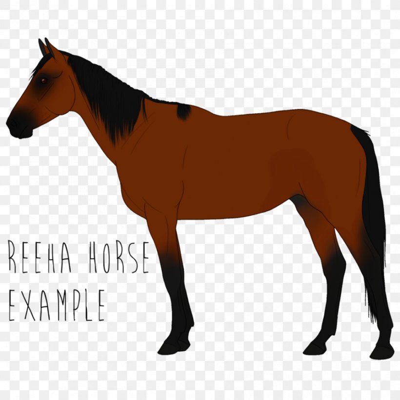 Appaloosa Mustang American Paint Horse American Quarter Horse Arabian Horse, PNG, 894x894px, Appaloosa, Akhalteke, American Paint Horse, American Quarter Horse, American Warmblood Download Free