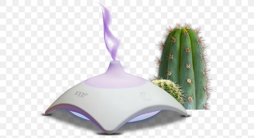 Cactaceae Desktop Wallpaper Clip Art, PNG, 567x448px, Cactaceae, Clipping Path, Flowerpot, Plant, Presentation Download Free