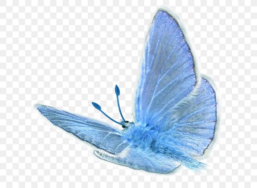Gossamer-winged Butterflies, PNG, 638x600px, Gossamerwinged Butterflies, Arthropod, Azure, Blue, Butterfly Download Free