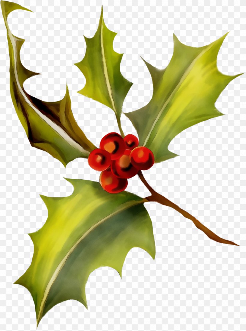 Holly, PNG, 1300x1748px, Christmas Holly, American Holly, Christmas, Flower, Hawthorn Download Free