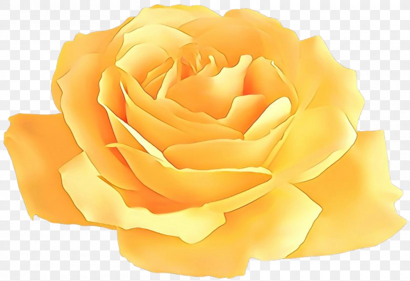 Background Family Day, PNG, 1000x685px, Cartoon, Blessing, Cabbage Rose, Closeup, Cut Flowers Download Free