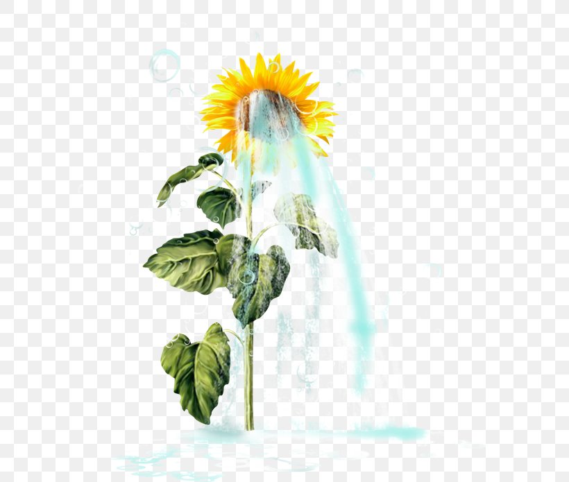 Common Sunflower Sunflower Seed Clip Art, PNG, 600x695px, Common Sunflower, Daisy Family, Dandelion, Flora, Flower Download Free