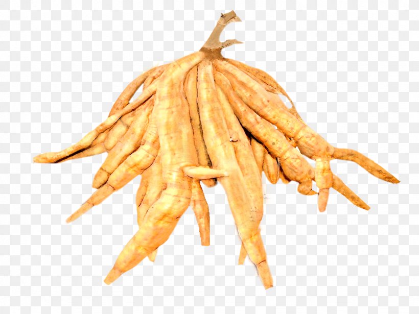 Kudzu Tuber Root Sâm Leaf, PNG, 1024x768px, Kudzu, Arrowroot, Carrot, Cassava, Commodity Download Free