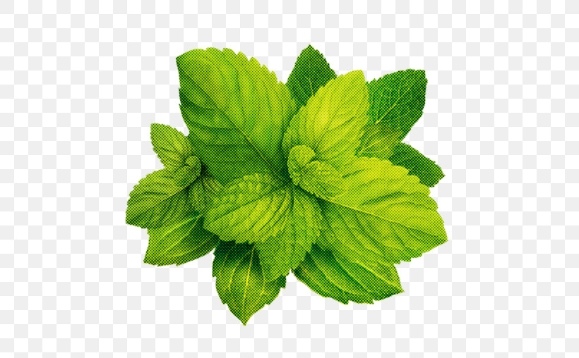 Leaf Plant Flower Mint Herb, PNG, 575x508px, Leaf, Flower, Herb, Herbal, Lemon Balm Download Free