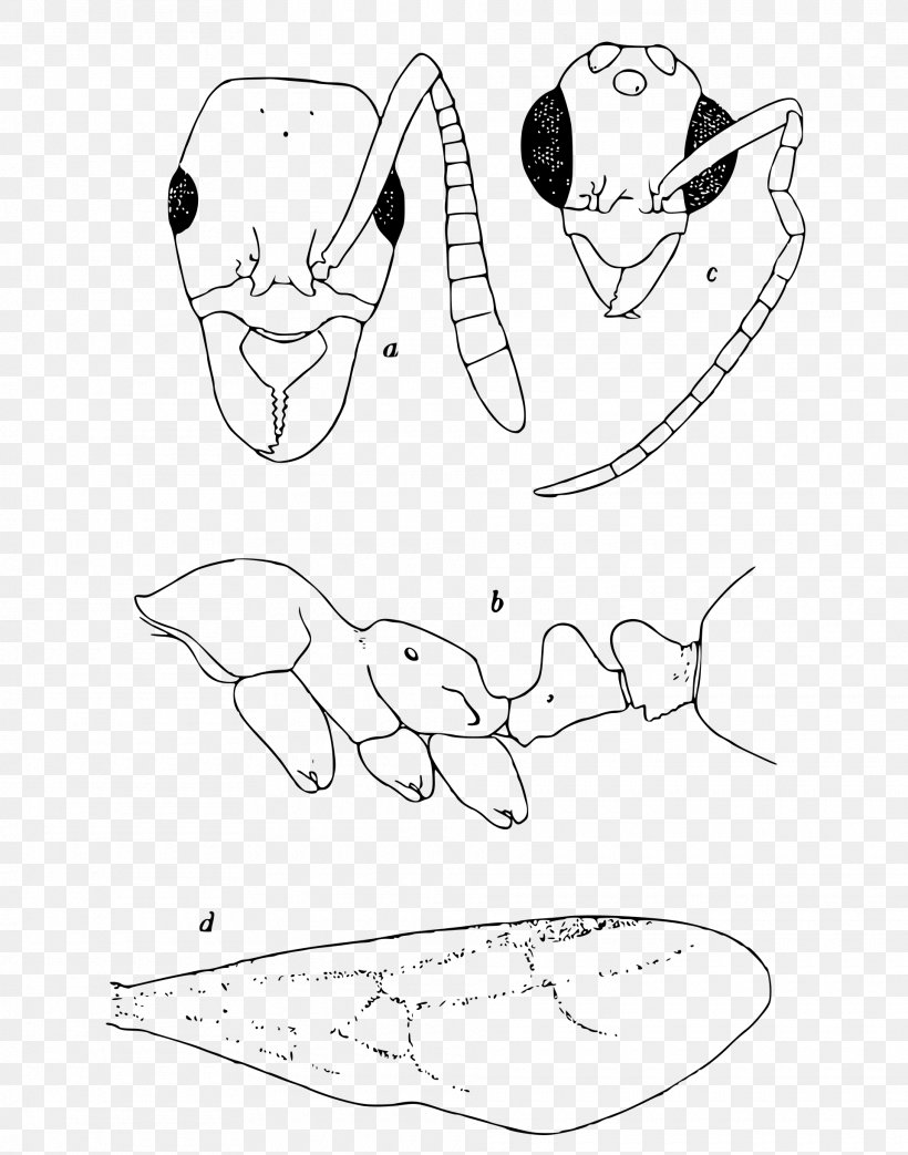 Neotropical Realm Myrmicinae Megalomyrmex Incisus Megalomyrmex Symmetochus Clypeus, PNG, 1920x2444px, Watercolor, Cartoon, Flower, Frame, Heart Download Free