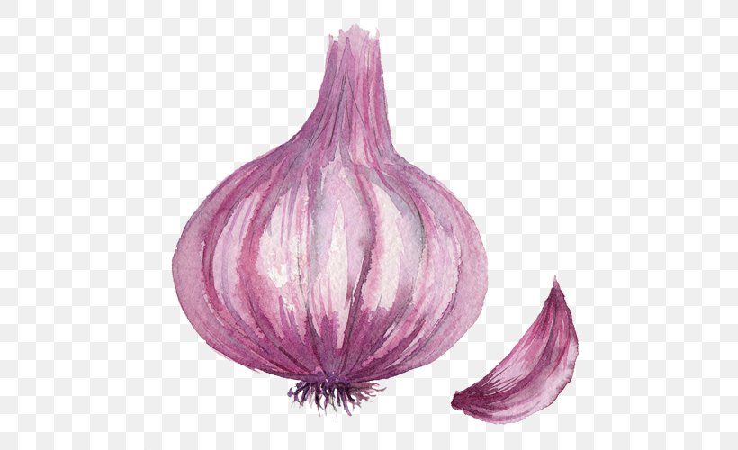 Onion Drawing Computer File, PNG, 500x500px, Onion, Android, Cartoon, Drawing, Gratis Download Free