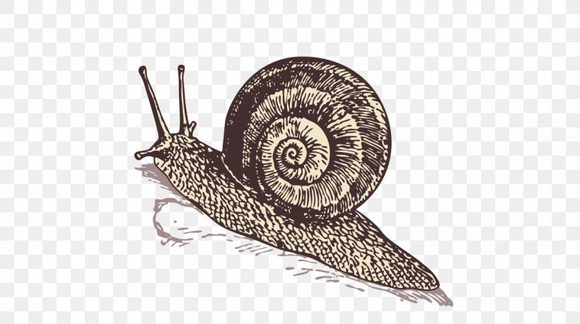 Sea Snail Orthogastropoda, PNG, 1222x684px, Snail, Designer, Invertebrate, Molluscs, Orthogastropoda Download Free