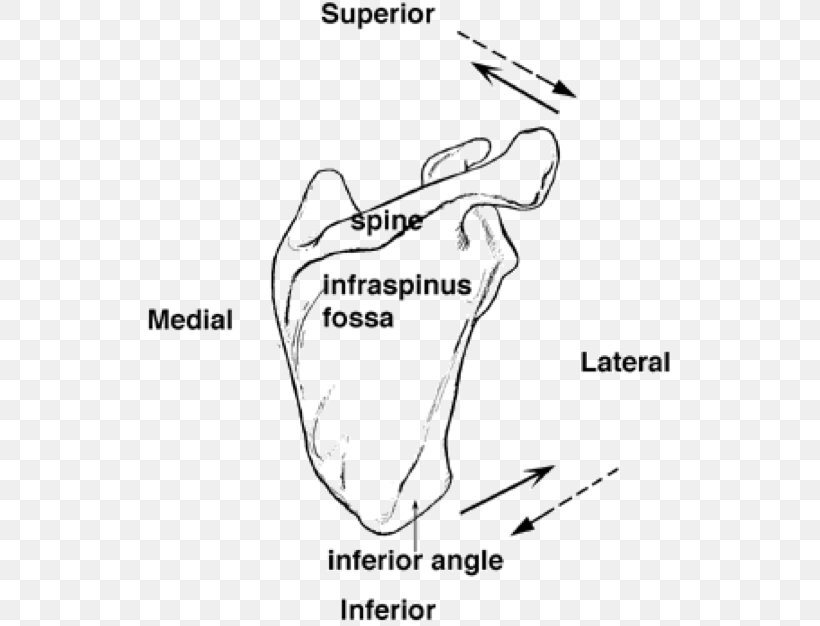 Angulus Lateralis Scapulae Finger Glenoid Cavity Rotation, PNG, 542x626px, Watercolor, Cartoon, Flower, Frame, Heart Download Free