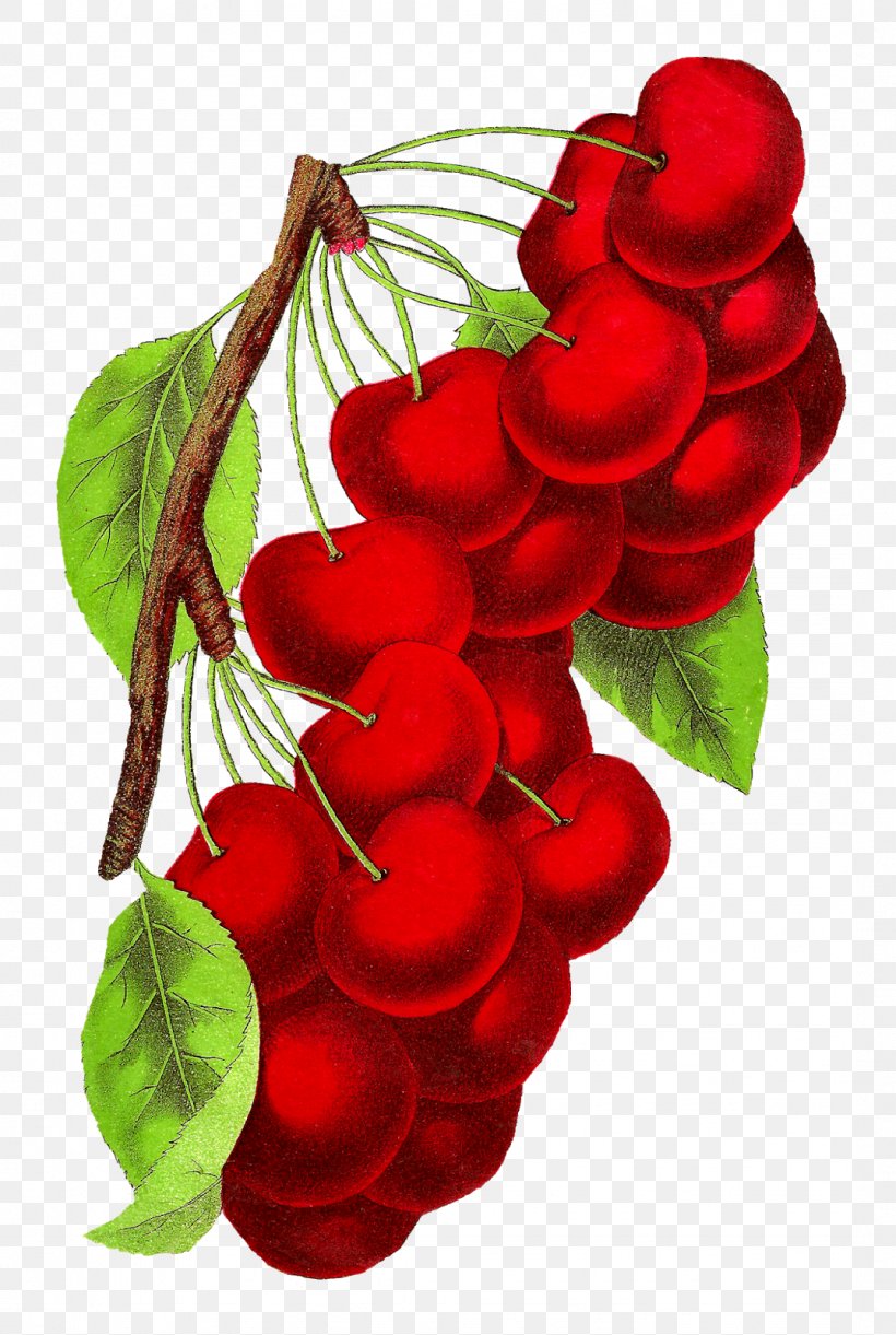 Botanical Illustration Botany Royalty-free, PNG, 1074x1600px, Botanical Illustration, Art, Botany, Cherry, Christmas Ornament Download Free