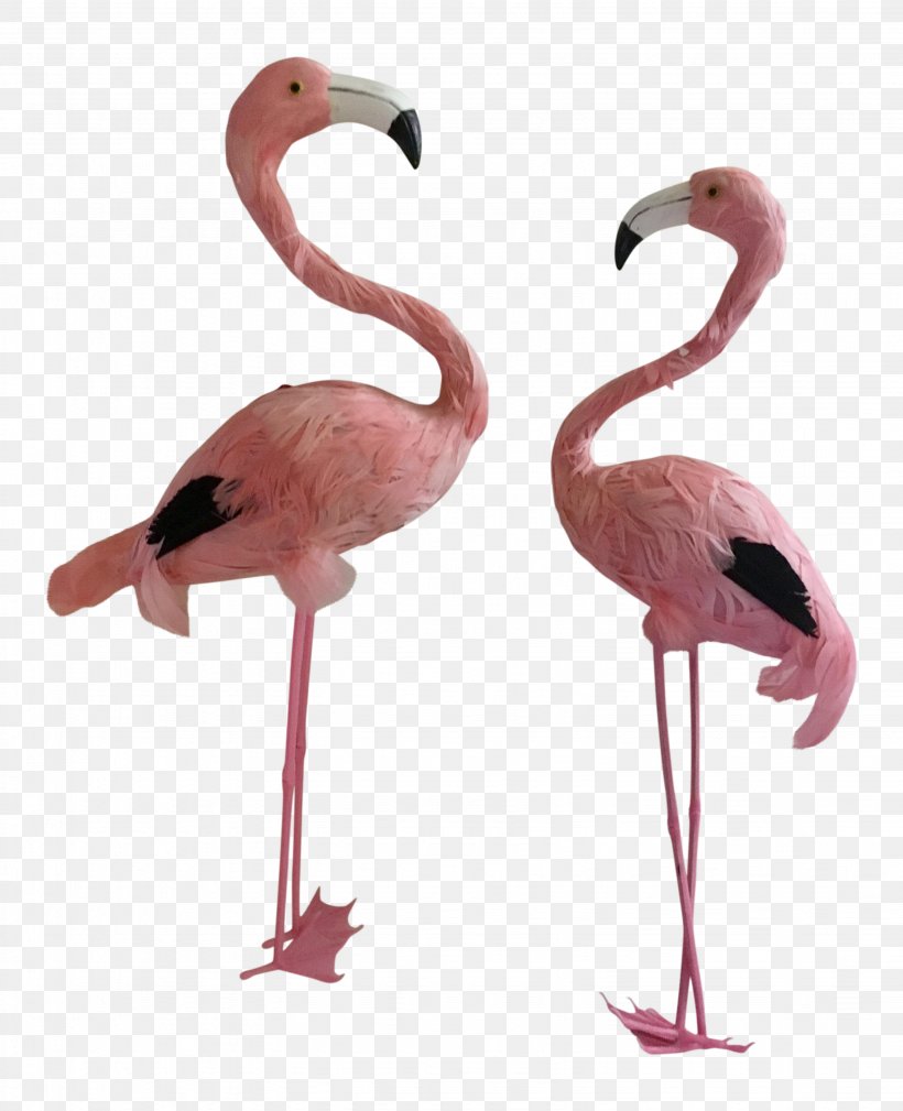 Neck Beak, PNG, 3083x3794px, Neck, Beak, Bird, Flamingo, Water Bird Download Free