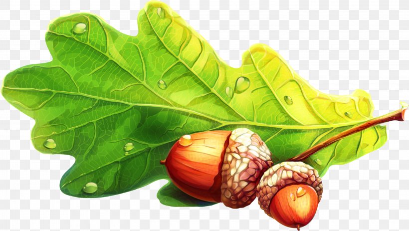 Oak Tree Drawing, PNG, 2996x1695px, Acorn, Common Fig, Dotorimuk, Drawing, English Oak Download Free