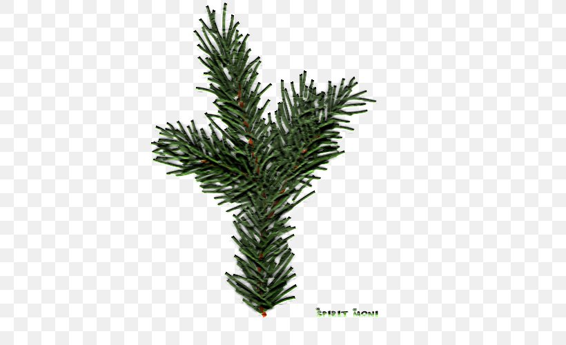 Spruce Fir Pine English Yew Evergreen, PNG, 500x500px, Spruce, Branch, Conifer, Conifers, English Yew Download Free