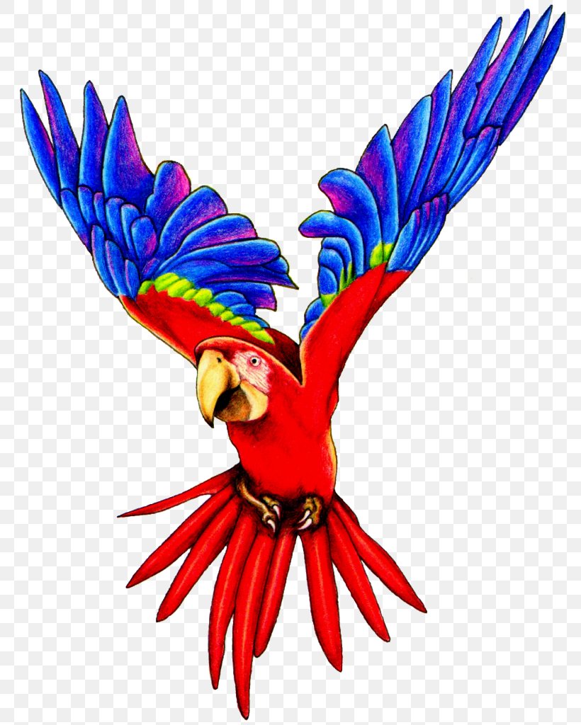 Amazon Parrot Bird Macaw Clip Art, PNG, 782x1024px, Parrot, Amazon Parrot, Anodorhynchus, Art, Beak Download Free