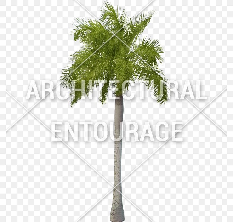 Asian Palmyra Palm Leaf Flowerpot Plant Stem Branching, PNG, 780x780px, Asian Palmyra Palm, Arecales, Borassus, Borassus Flabellifer, Branch Download Free