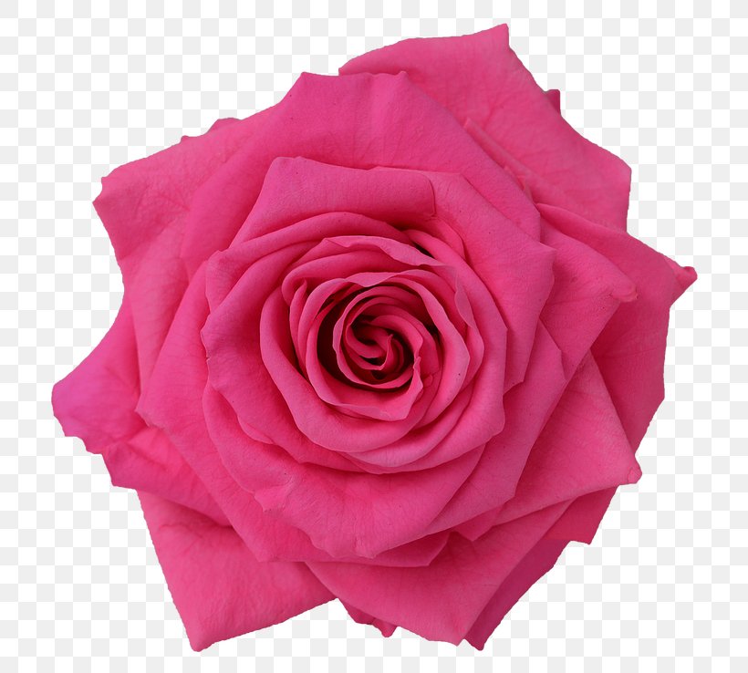 Garden Roses Cabbage Rose Floribunda Pink Cut Flowers, PNG, 738x738px, Garden Roses, Beach Rose, Cabbage Rose, Cut Flowers, Floribunda Download Free