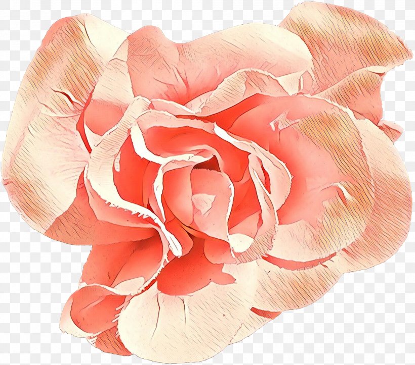 Garden Roses, PNG, 1981x1749px, Cartoon, Cut Flowers, Flower, Garden Roses, Peach Download Free