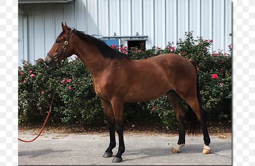 Mare Thoroughbred 2015 Kentucky Derby Hanoverian Horse Colt, PNG, 800x533px, Mare, Bridle, Colt, Dutch Warmblood, Equestrian Download Free