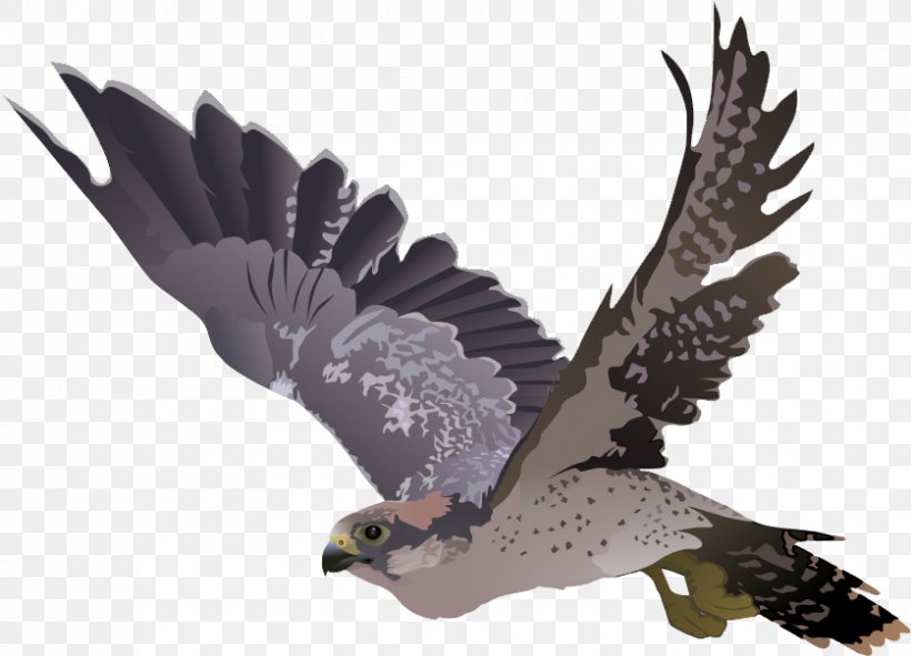 Clip Art Transparency Falcon Image, PNG, 837x604px, Falcon, Accipitridae, Accipitriformes, Animal Figure, Beak Download Free