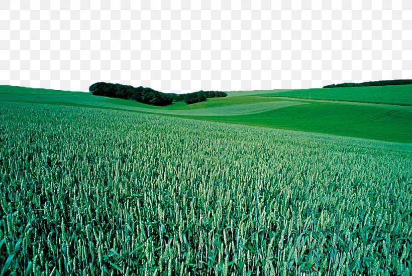 Wheat Crop Cereal, PNG, 1024x688px, Wheat, Agriculture, Artificial Turf, Cereal, Commodity Download Free