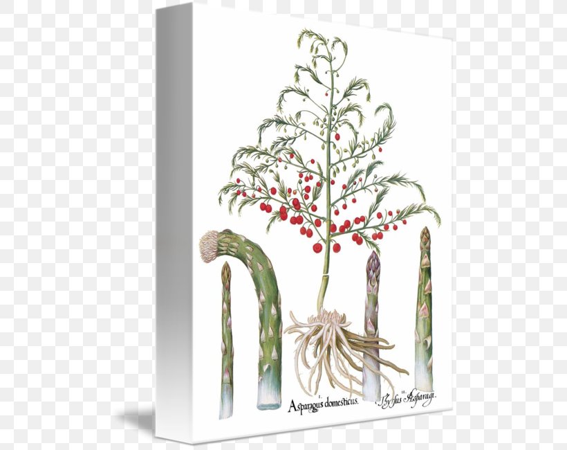 Asparagus Plant Stem Shoot Botany Flower, PNG, 500x650px, Asparagus, Blume, Botany, Branch, Christmas Download Free