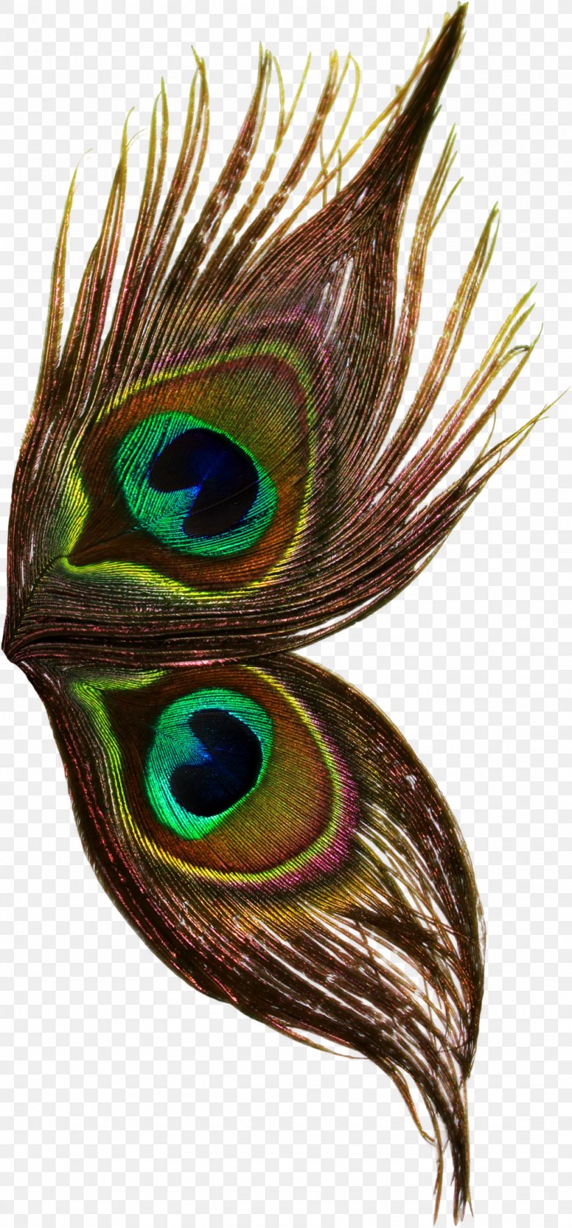 Bird Peafowl Feather Wing Thepix, PNG, 1024x2198px, Bird, Animal, Art, Asiatic Peafowl, Beak Download Free