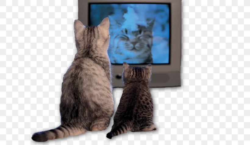 Cat Television Show Kitten, PNG, 634x475px, 4k Resolution, Cat, American Shorthair, California Spangled, Carnivoran Download Free