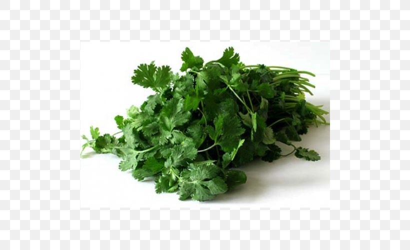 Coriander Indian Cuisine Chutney Thai Cuisine Pesto, PNG, 500x500px, Coriander, Apiaceae, Chervil, Chutney, Common Bean Download Free