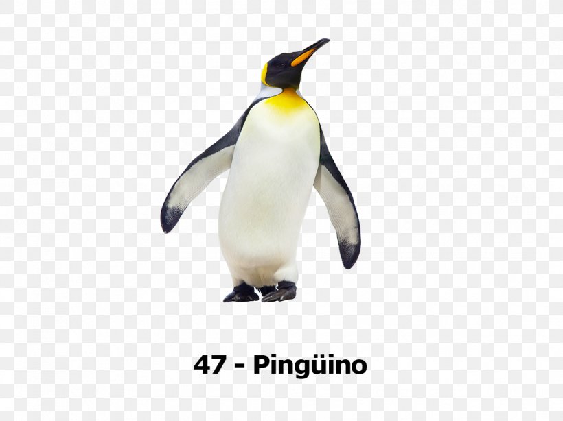 Emperor Penguin Antarctica King Penguin Stock Photography, PNG, 1068x800px, Penguin, Animal Figure, Antarctica, Beak, Bird Download Free