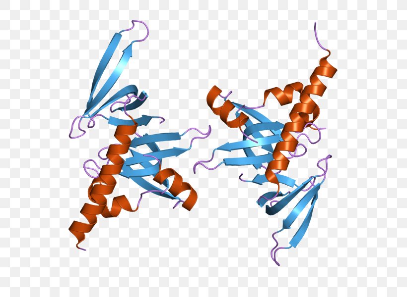 Gem-associated Protein 6 Gem-associated Protein 7 Survival Of Motor Neuron Gene, PNG, 800x600px, Gemassociated Protein 6, Art, Cajal Body, Cell Nucleus, Gemassociated Protein 7 Download Free