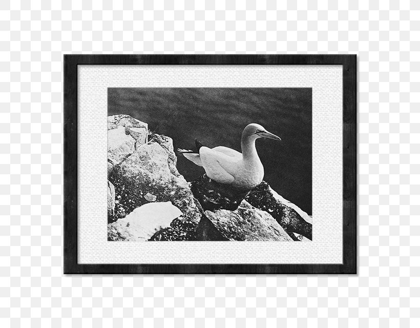 J. Paul Getty Museum Photographer Art Picture Frames, PNG, 640x640px, J Paul Getty Museum, Art, Art Museum, Artist, Beak Download Free
