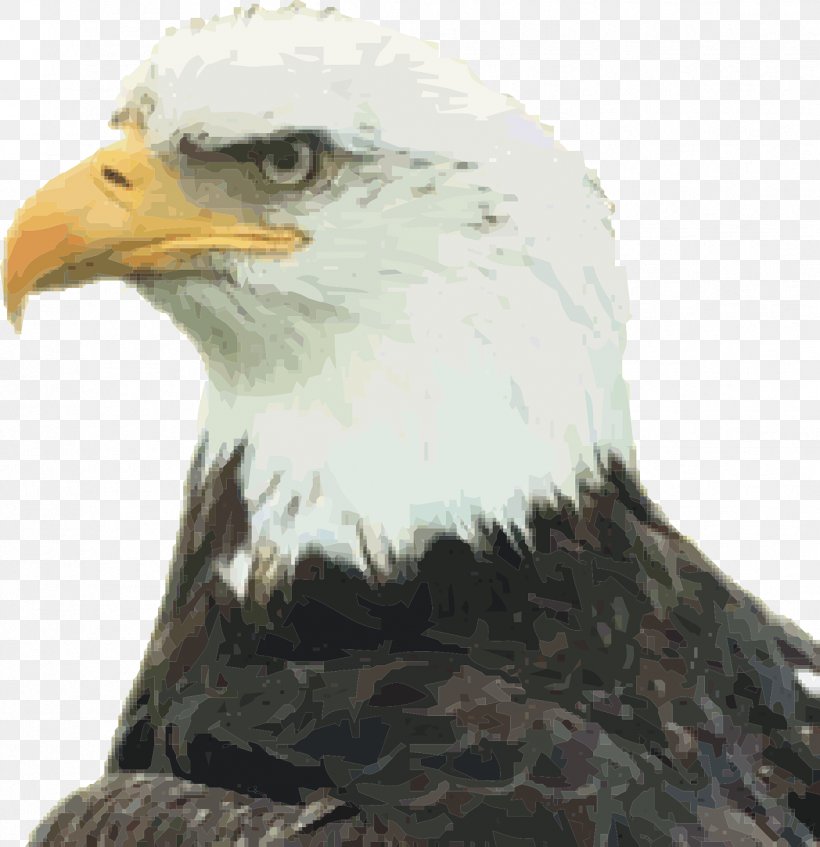 Bald Eagle Clip Art, PNG, 1239x1280px, Bald Eagle, Accipitriformes, Beak, Bird, Bird Of Prey Download Free