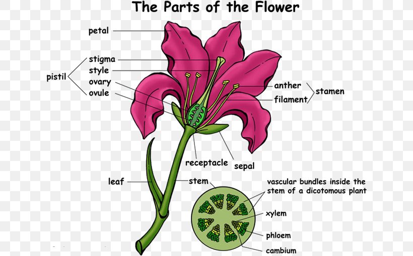Flowering Plant Super Anatomy Cut Flowers, PNG, 636x509px, Watercolor