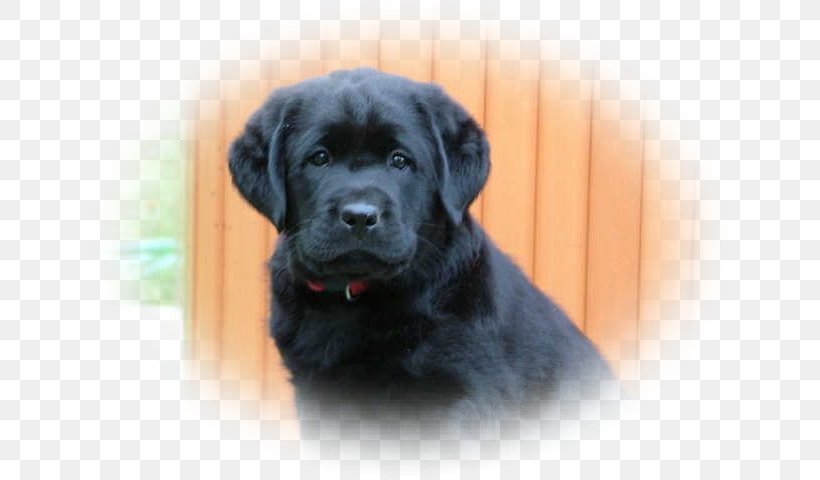 Labrador Retriever Flat-Coated Retriever Puppy Newfoundland Dog Golden Retriever, PNG, 640x480px, Labrador Retriever, American Kennel Club, Borador, Breed, Canada Download Free